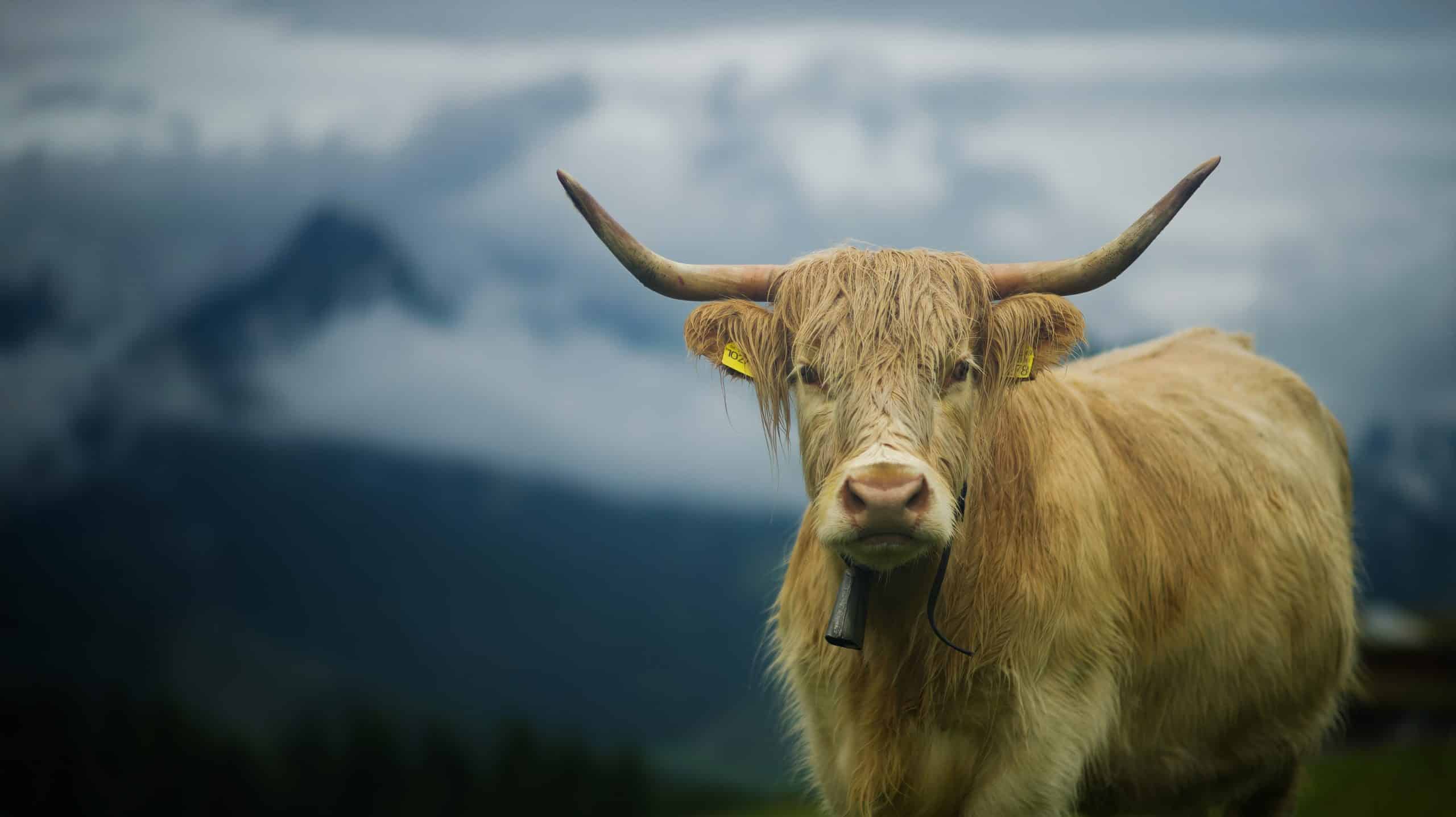 Running Via Alpina @ravirfilm-screener-03